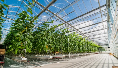 An industrial greenhouse showing irrigation via plastic values and pumps to water the plants