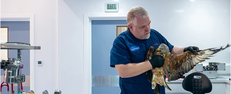 A vet carefully examining the wing of a bird in a veterinary practice with white hygienic cladding on the walls