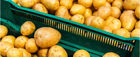 A food contact approved plastic crate for potatoes collected fresh from the field and ready to transport to the local store or supermarket shop