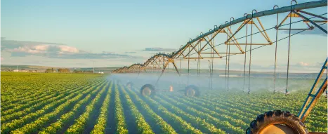 Irrigation in a field showing plastic piped pumping water to feed the crops